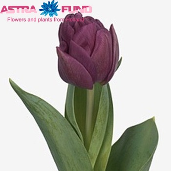 Tulipa Dubbele Late Grp dubbel 'Purple Jacket' fotografie