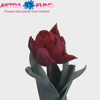 Tulipa Dubbele Late Grp dubbel 'Red Princess' zdjęcie
