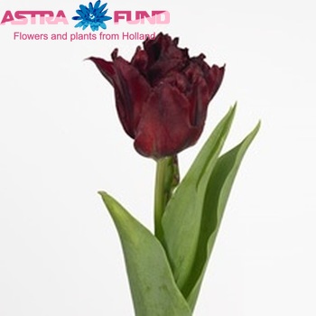 Tulipa Dubbele Late Grp dubbel 'Robinho' zdjęcie