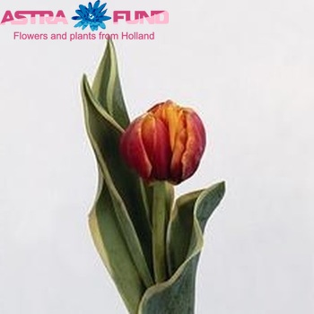 Tulipa Dubbele Late Grp dubbel 'Shere Kahn' zdjęcie