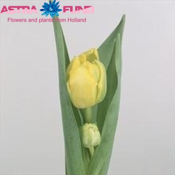 Tulipa Dubbele Late Grp dubbel 'True and Fair' zdjęcie