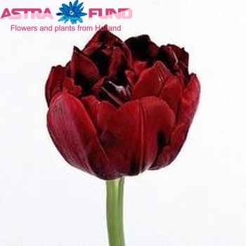 Tulipa Dubbele Late Grp dubbel 'Uncle Tom' foto