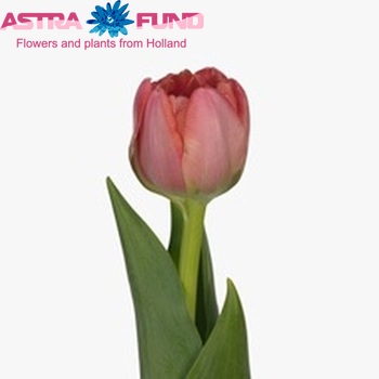 Tulipa Dubbele Late Grp dubbel 'Up Rosar' foto