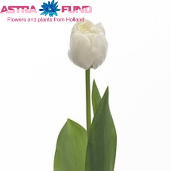 Tulipa Dubbele Late Grp dubbel 'White Heart' foto