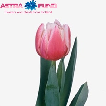 Tulipa Dubbele Late Grp dubbel 'Wirosa' foto