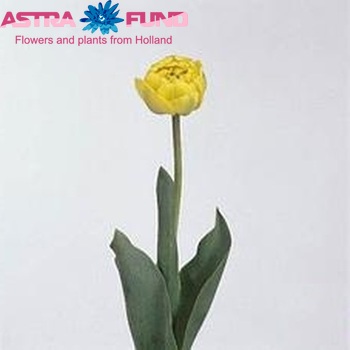 Tulipa Dubbele Late Grp dubbel 'Yellow Pompenette' foto