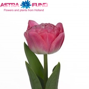 Tulipa Dubbele Late Grp dubbelbloemig 'Rosario Double' foto