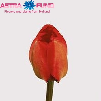 Tulipa Dubbele Late Grp geplukt met blad 'Miranda' foto
