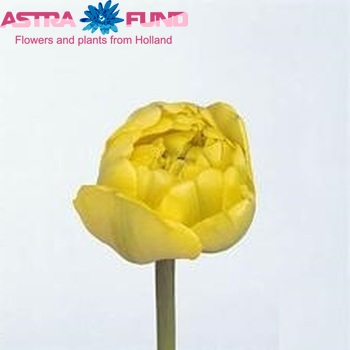 Tulipa Dubbele Late Grp geplukt met blad 'Yellow Pompenette' foto