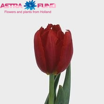 Tulipa Dubbele Vroege Grp dubbel 'Abba Speciaal' zdjęcie