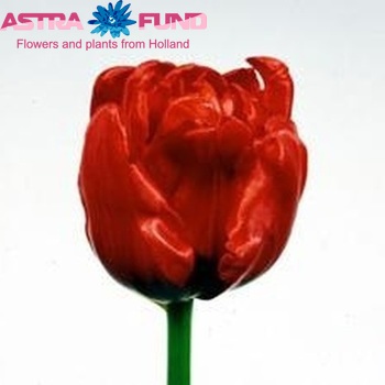 Tulipa Dubbele Vroege Grp dubbel 'Arie Alkemade's Memory' zdjęcie