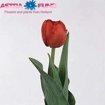Tulipa Dubbele Vroege Grp dubbel 'Carlton' zdjęcie