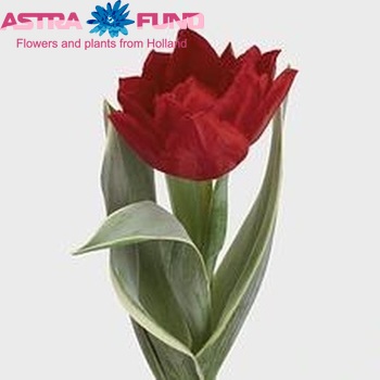 Tulipa Dubbele Vroege Grp dubbel 'Carlton Design' zdjęcie