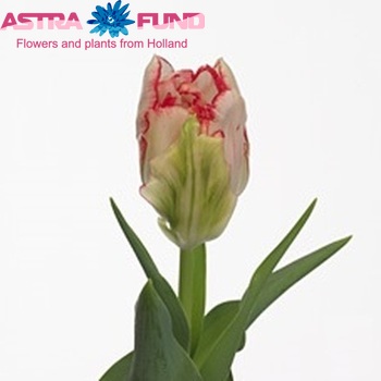 Tulipa Dubbele Vroege Grp dubbel 'Cartouche' zdjęcie