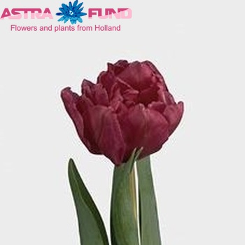 Tulipa Dubbele Vroege Grp dubbel 'Chato' zdjęcie