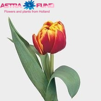Tulipa Dubbele Vroege Grp dubbel 'Cilesta' zdjęcie