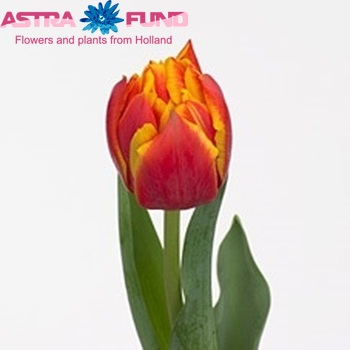 Tulipa Dubbele Vroege Grp dubbel 'Crossfire' zdjęcie