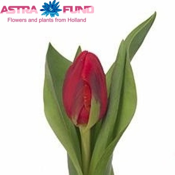 Tulipa Dubbele Vroege Grp dubbel 'Double Cardinal' zdjęcie