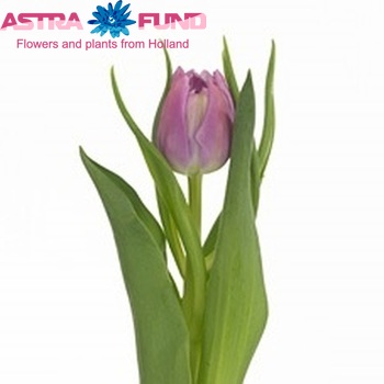 Tulipa Dubbele Vroege Grp dubbel 'Double Price' zdjęcie