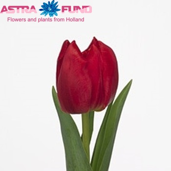 Tulipa Dubbele Vroege Grp dubbel 'Double Rudo' zdjęcie
