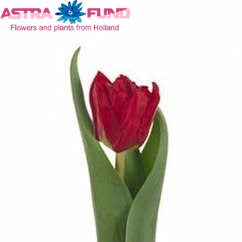 Tulipa Dubbele Vroege Grp dubbel 'Elisabeth' zdjęcie
