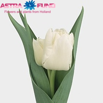 Tulipa Dubbele Vroege Grp dubbel 'Evita' zdjęcie