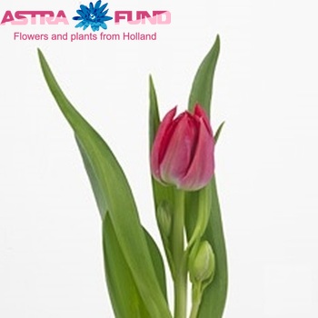 Tulipa Dubbele Vroege Grp dubbel 'First Price' zdjęcie