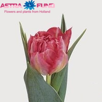 Tulipa Dubbele Vroege Grp dubbel 'Flash Point' zdjęcie