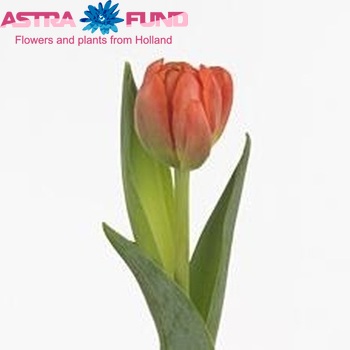 Tulipa Dubbele Vroege Grp dubbel 'Grand Rapids' zdjęcie