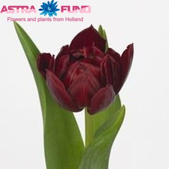Tulipa Dubbele Vroege Grp dubbel 'Matrix' zdjęcie