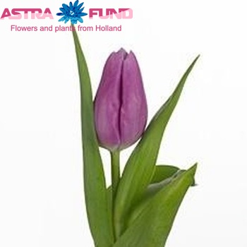 Tulipa enkel 'Donau' fotografie