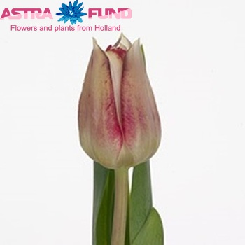 Tulipa enkel 'Eyeliner' fotografie