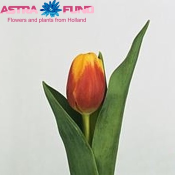 Tulipa enkel 'Falcon' fotografie