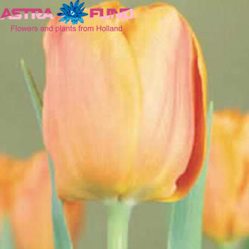 Tulipa enkel 'Fidelio' fotografie