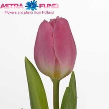 Tulipa enkel 'Flyer' fotografie