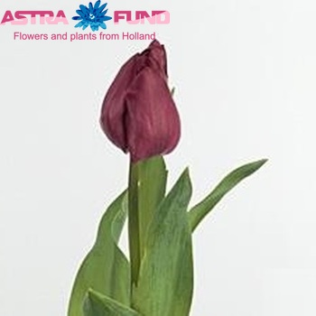 Tulipa enkel 'Gabor' fotografie