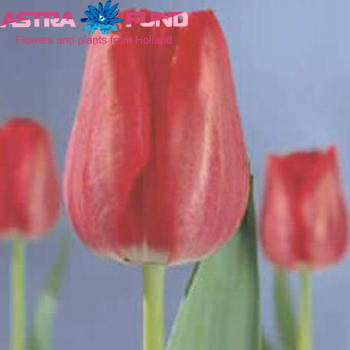 Tulipa enkel 'Gander Red' fotografie