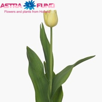 Tulipa enkel 'Golden Melody' fotografie