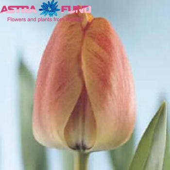 Tulipa enkel 'Gudoshnik' fotografie