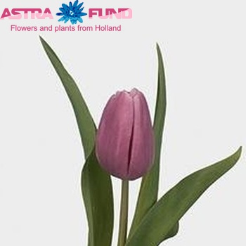 Tulipa enkel 'Holland Beauty' fotografie