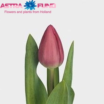 Tulipa enkel 'Holland Star' fotografie