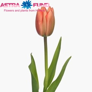 Tulipa enkel 'Hollands Glorie' fotografie