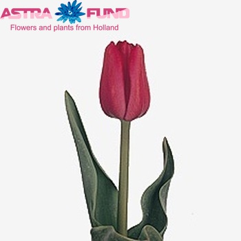 Tulipa enkel 'Ile d'Orange' fotografie