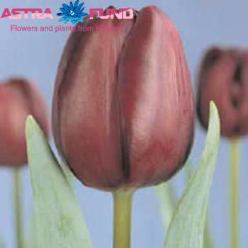 Tulipa enkel 'Jan Reus' fotografie