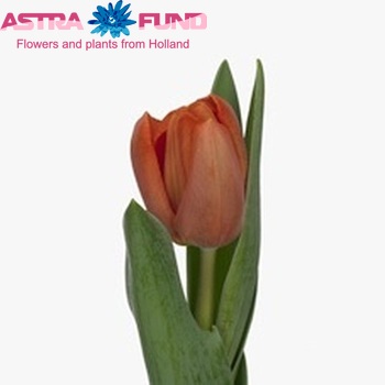 Tulipa enkel 'Jimmy' fotografie