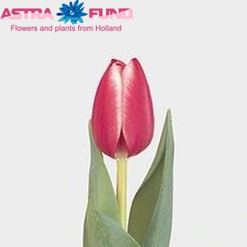 Tulipa enkel 'Princess Victoria' fotografie