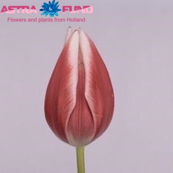 Tulipa enkel 'Princess Vivi' fotografie