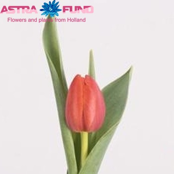 Tulipa enkel 'Prior' fotografie