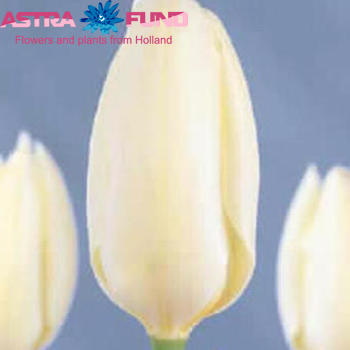 Tulipa enkel 'Purissima' fotografie