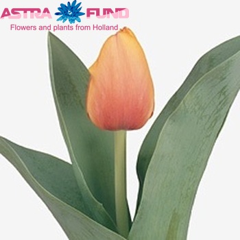 Tulipa enkel 'Sahara Rally' fotografie